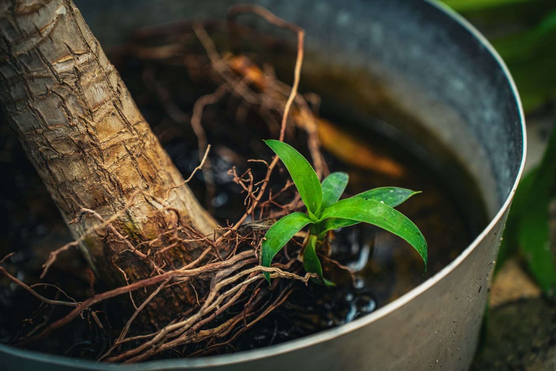 Tree & Plant Installation in Peoria AZ